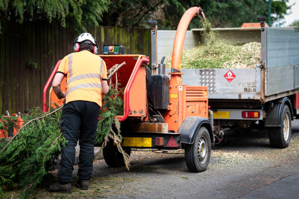 Ecorse, MI Tree Service Company